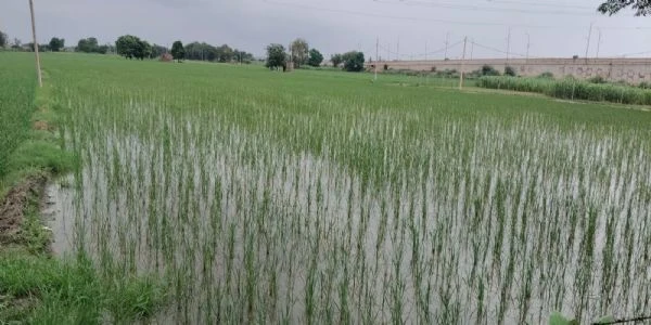 जींद में सावन की हल्की बारिश और बूंदाबांदी से बढ़ी उमस, तापमान में आई पांच डिग्री की गिरावट