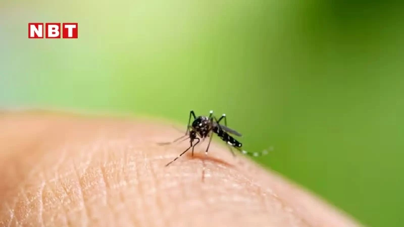Delhi Dengue Cases: दिल्ली में डेंगू के 223 मामले दर्ज, MCD में दवाइयों की कमी और डेटा में गड़बड़ी का खुलासा