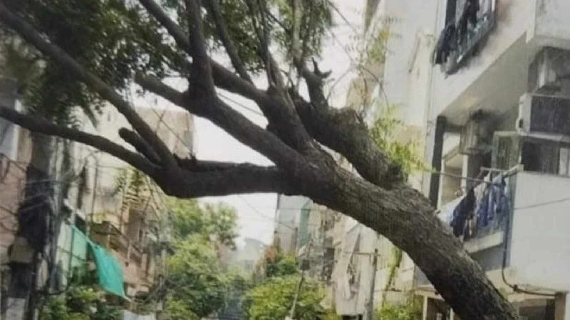दिल्ली हाईकोर्ट का बड़ा फैसला: 80 साल के बुजुर्ग को पेड़ लगाने के आदेश पर लगाई रोक
